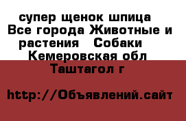 супер щенок шпица - Все города Животные и растения » Собаки   . Кемеровская обл.,Таштагол г.